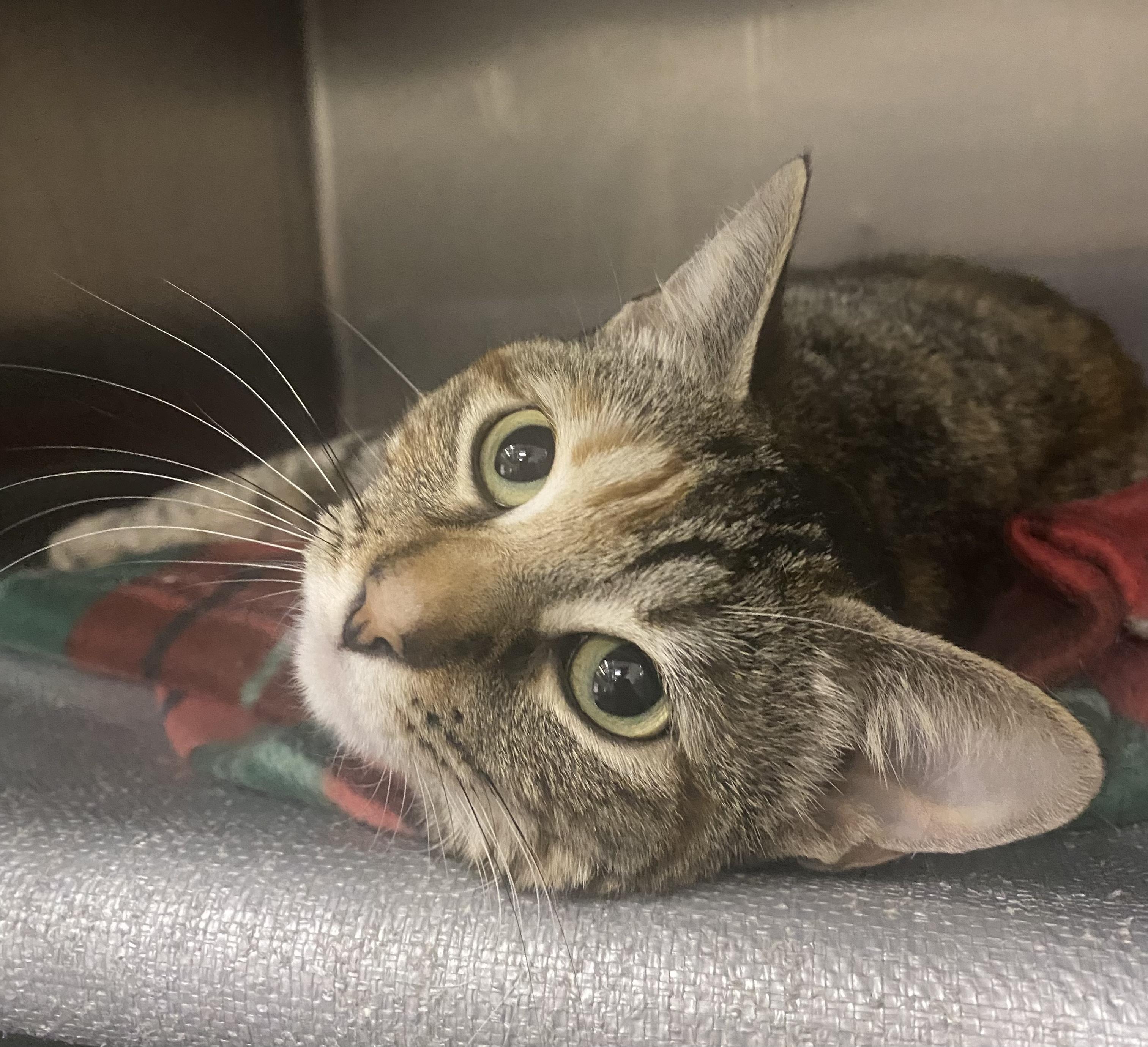 Jackie, an adoptable Domestic Short Hair in Bixby, OK, 74008 | Photo Image 1