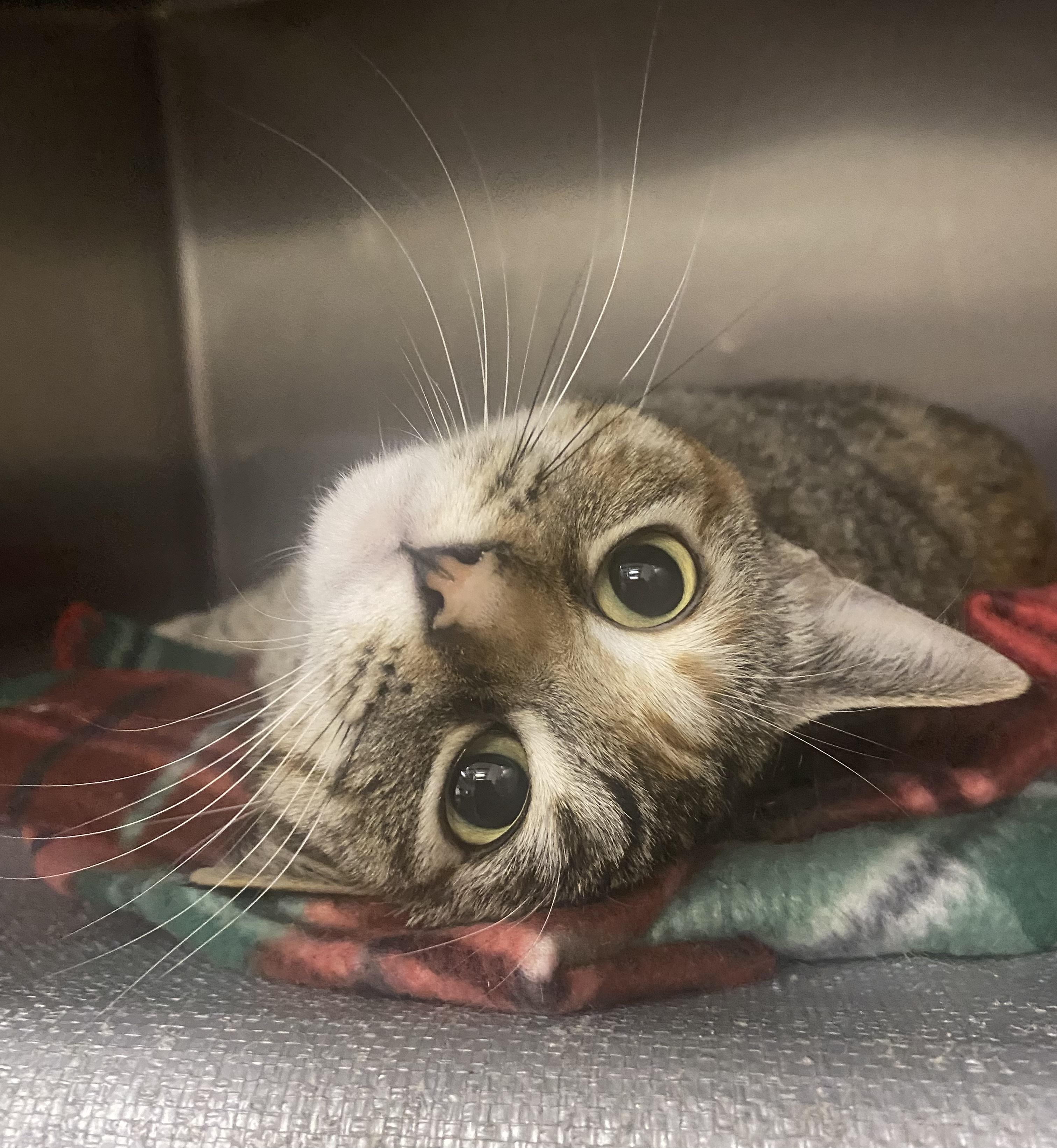Jackie, an adoptable Domestic Short Hair in Bixby, OK, 74008 | Photo Image 2