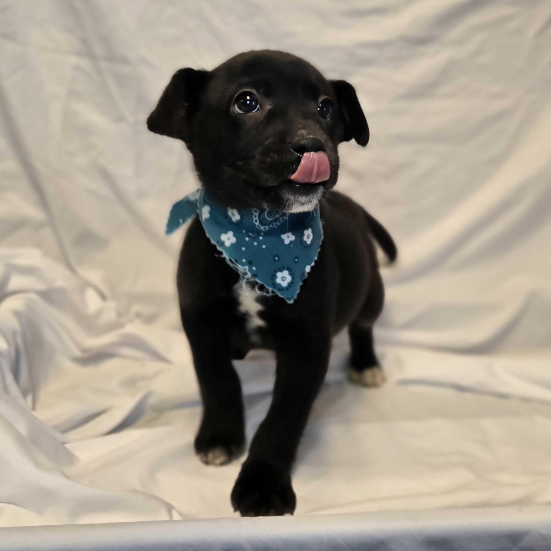 Kristoff, Adoptable, Puppy Male Mixed Breed.