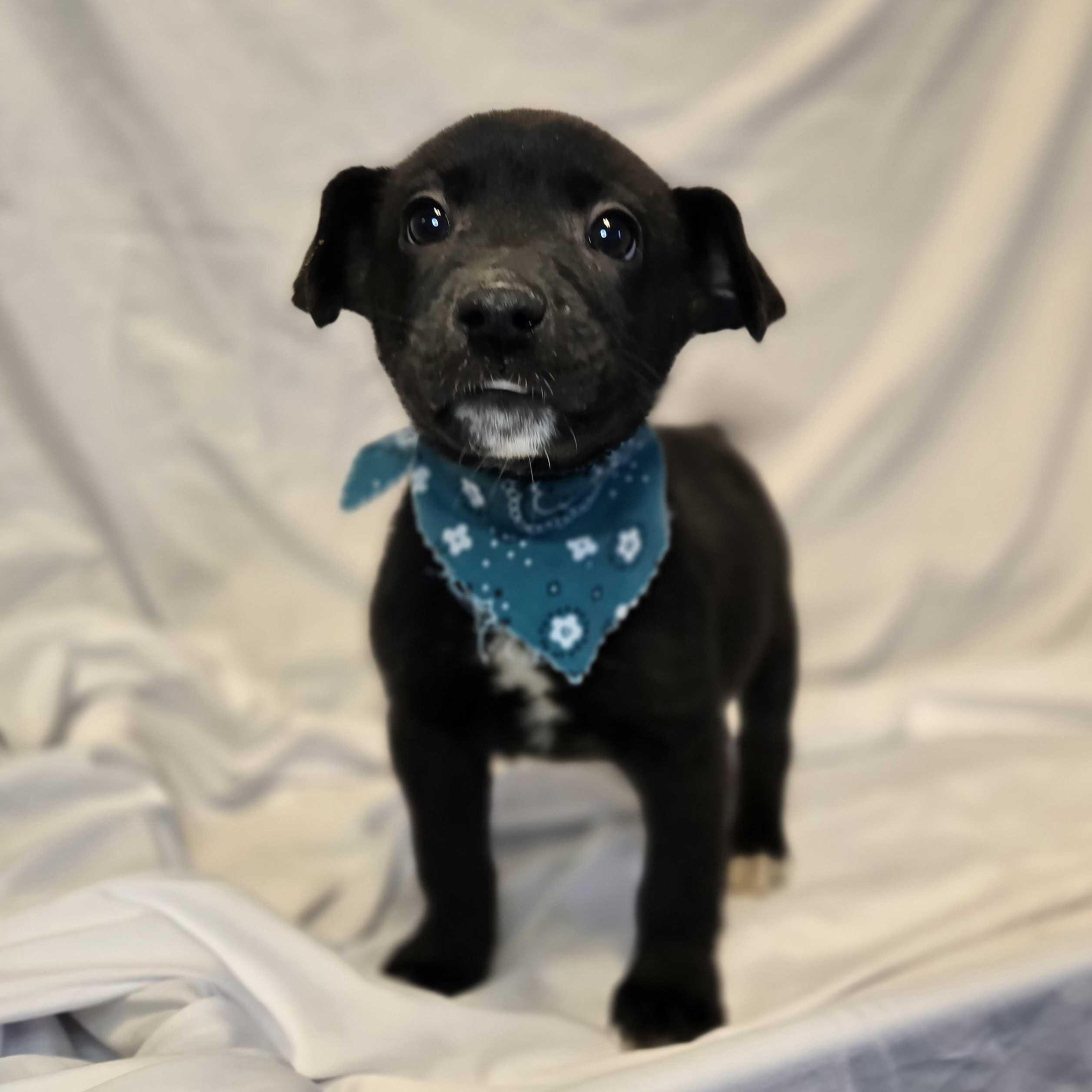 Kristoff, a Adoptable Mixed Breed in Canal Winchester, OH image 2/2