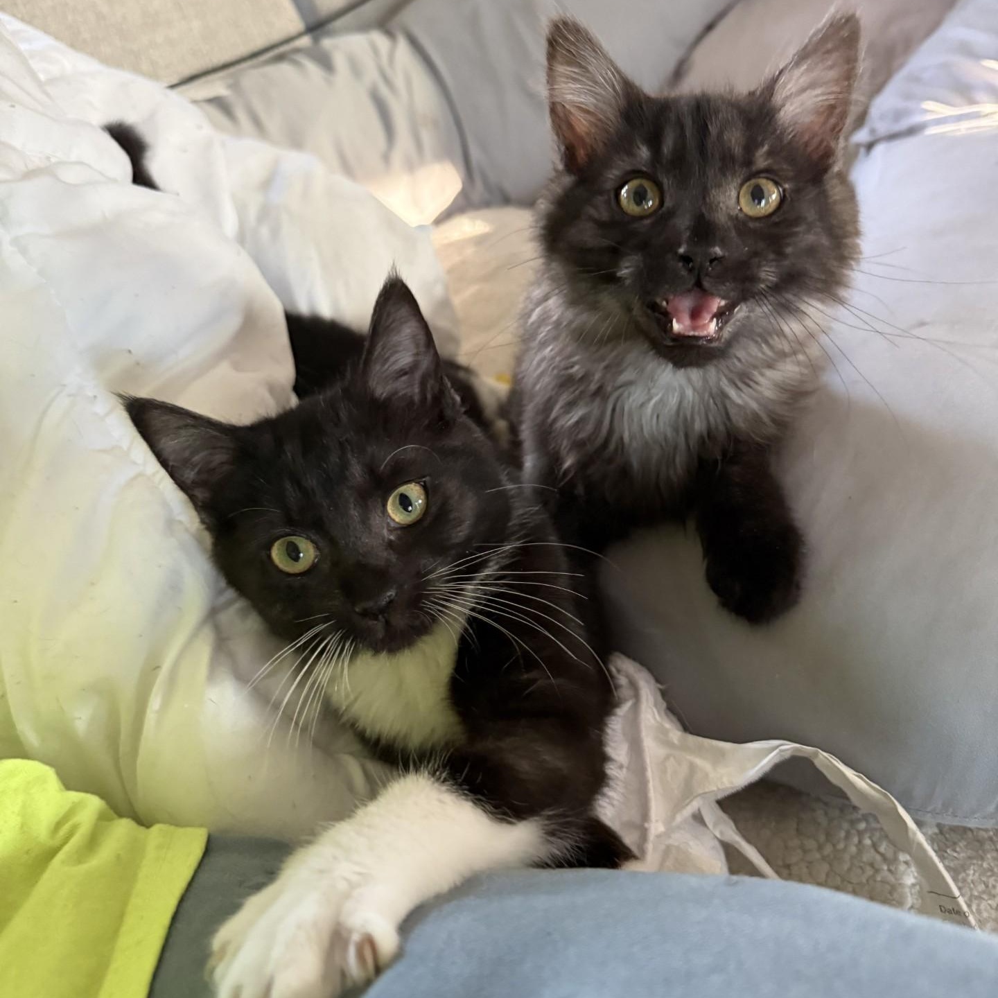 Enlarge Lochness (Nessie) - BONDED PAIR with Kraken, a Adoptable Domestic Short Hair in Charlotte, NC image 4/6