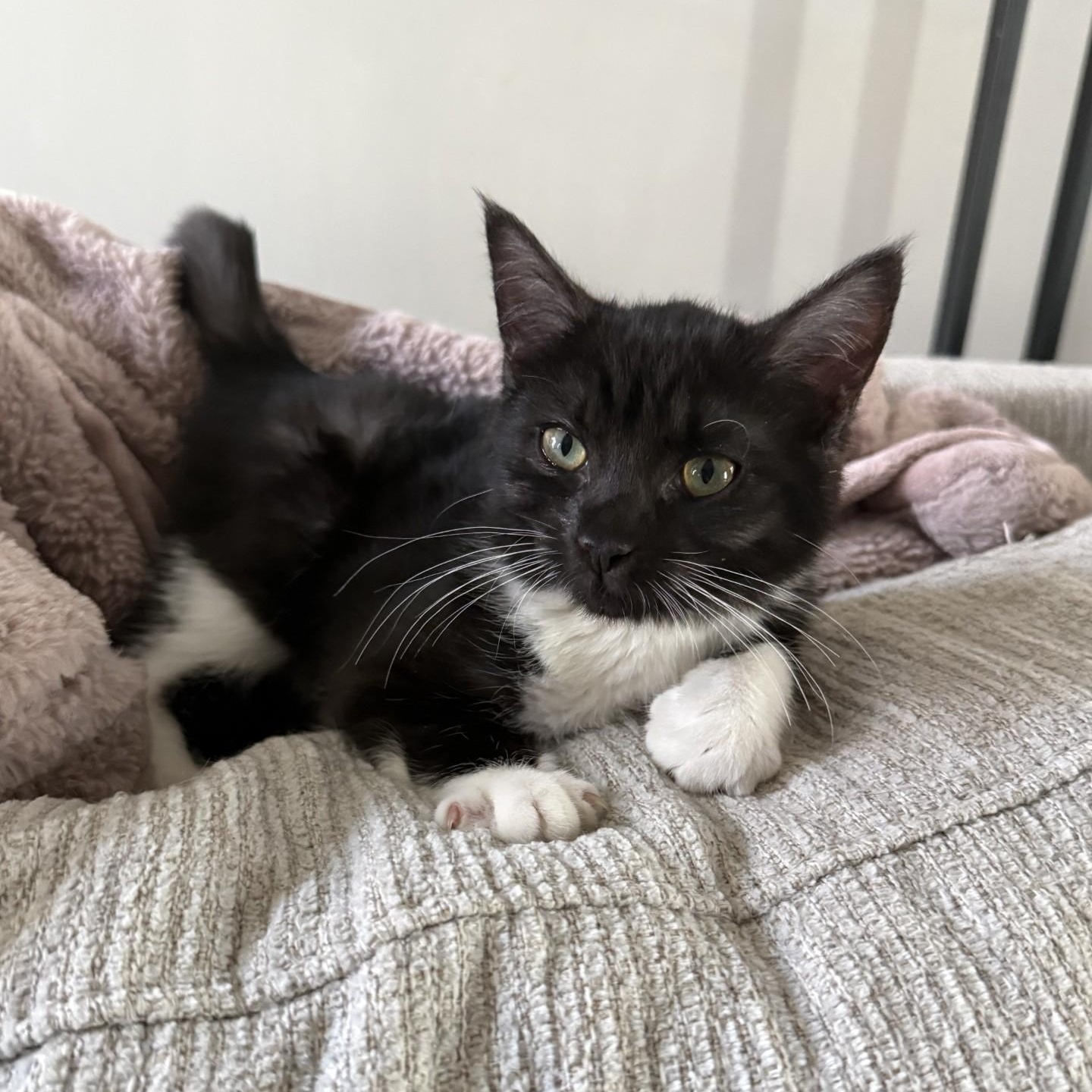 Enlarge Lochness (Nessie) - BONDED PAIR with Kraken, a Adoptable Domestic Short Hair in Charlotte, NC image 6/6