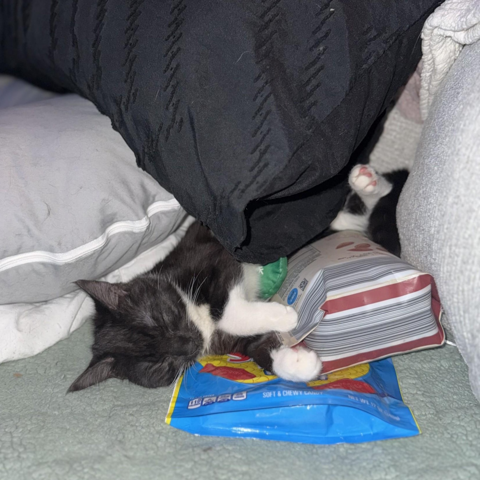 Enlarge Lochness (Nessie) - BONDED PAIR with Kraken, a Adoptable Domestic Short Hair in Charlotte, NC image 3/6