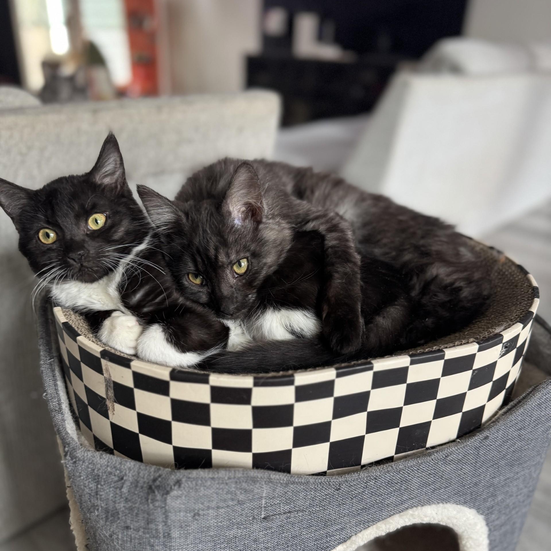 Enlarge Lochness (Nessie) - BONDED PAIR with Kraken, a Adoptable Domestic Short Hair in Charlotte, NC image 2/6