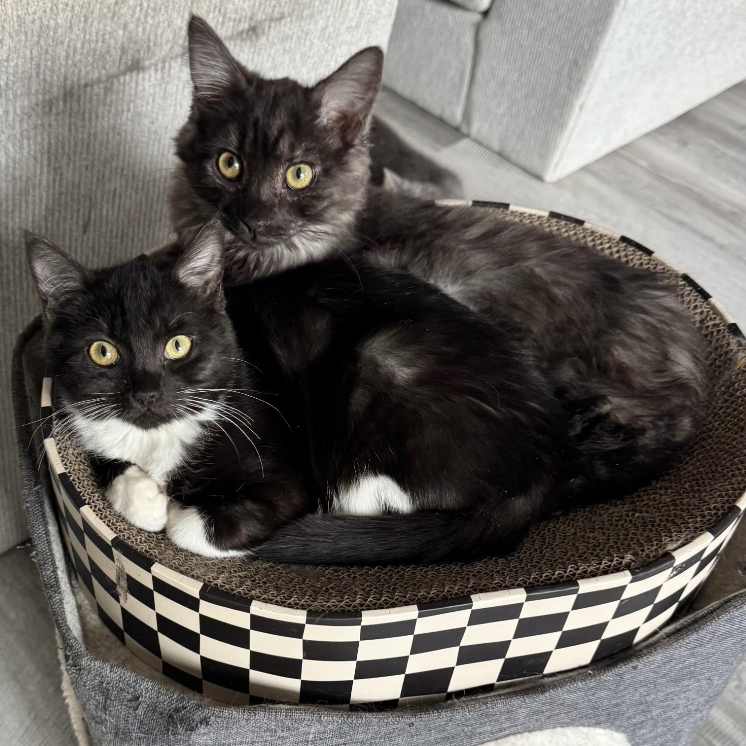 Enlarge Lochness (Nessie) - BONDED PAIR with Kraken, a Adoptable Domestic Short Hair in Charlotte, NC image 1/6
