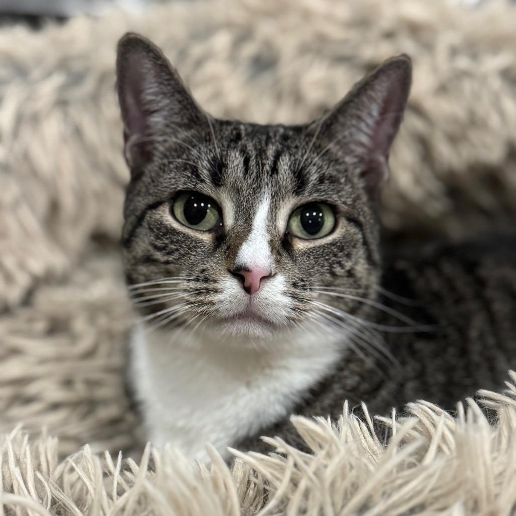 Sherri, a Adoptable Domestic Short Hair in Middle Village, NY image 1/5