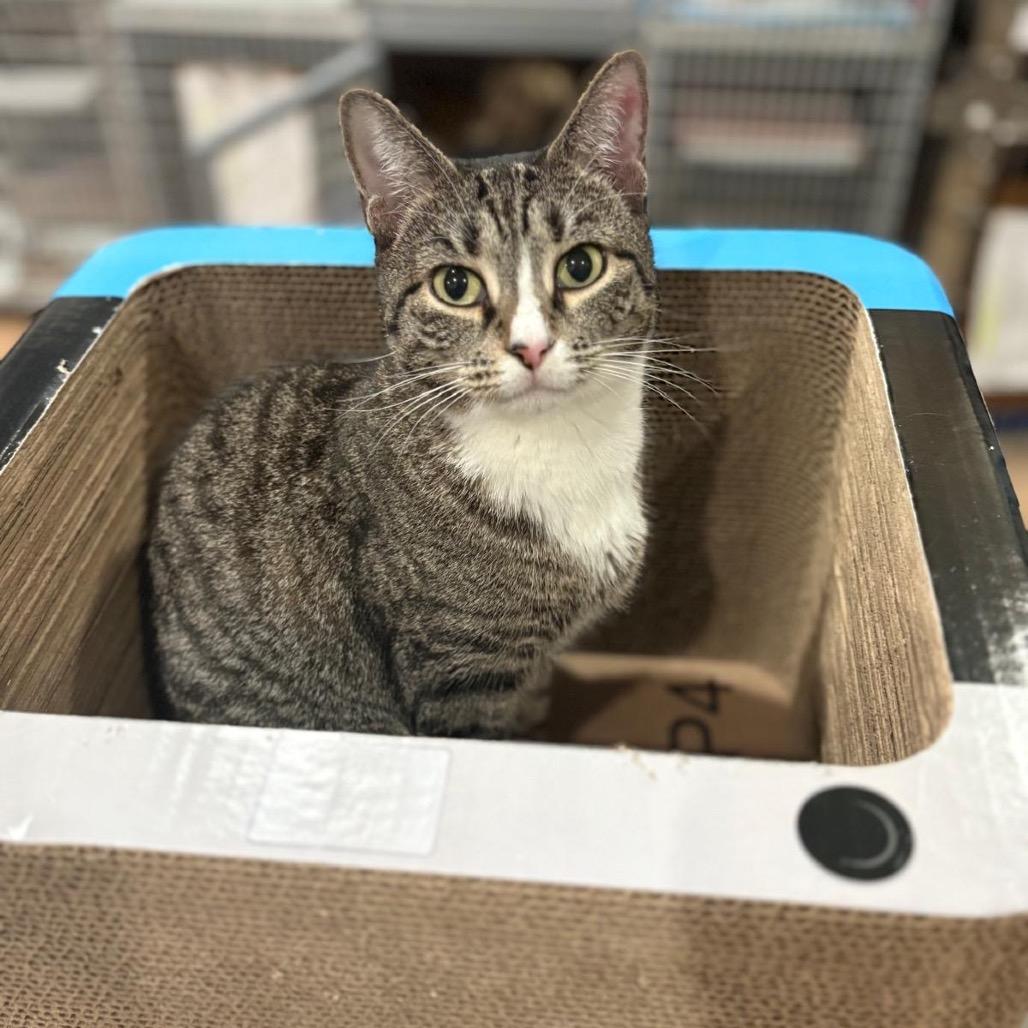 Sherri, a Adoptable Domestic Short Hair in Middle Village, NY image 2/5