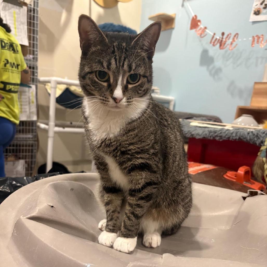 Sherri, a Adoptable Domestic Short Hair in Middle Village, NY image 3/5