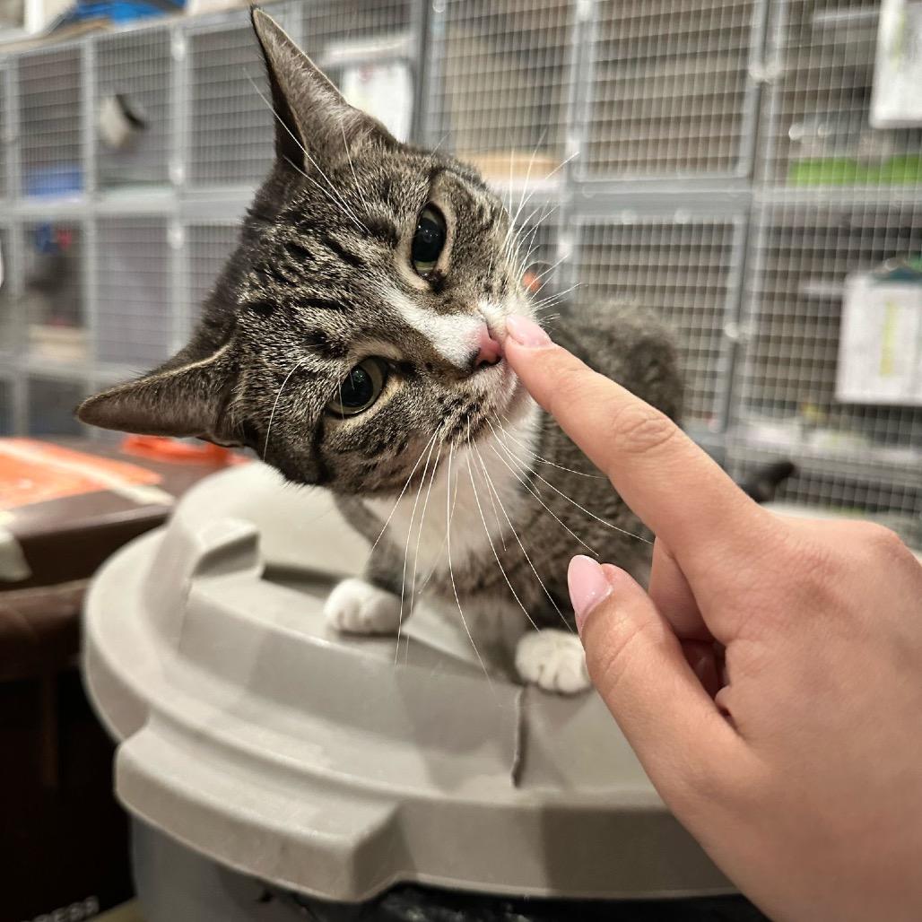 Sherri, a Adoptable Domestic Short Hair in Middle Village, NY image 4/5