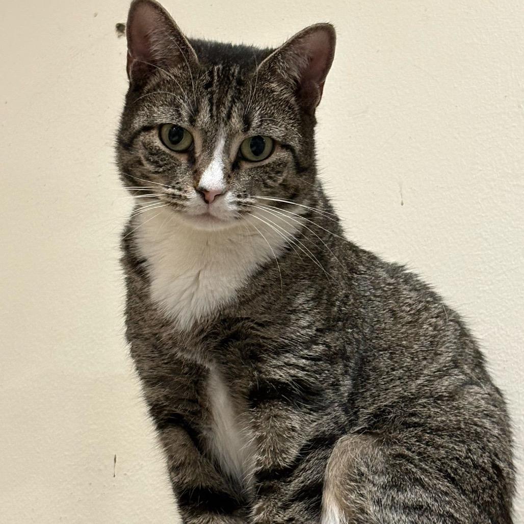 Sherri, a Adoptable Domestic Short Hair in Middle Village, NY image 5/5