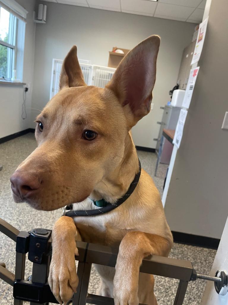 Russ, Adoptable, Young Male Mixed Breed.