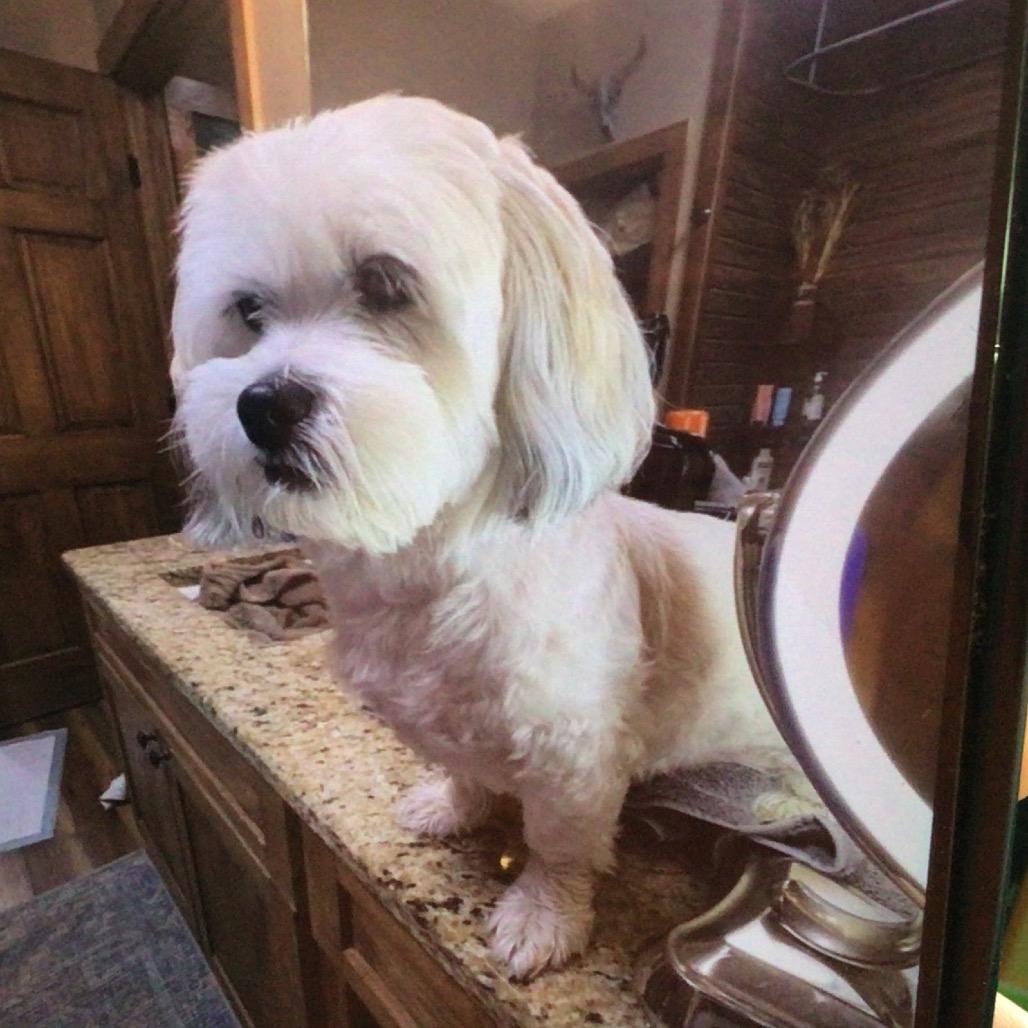 Enlarge Willow, a Adoptable Lhasa Apso in New Orleans, LA image 1/1