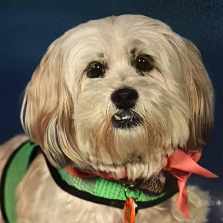 Enlarge Willow, a Adoptable Lhasa Apso in New Orleans, LA image 2/2