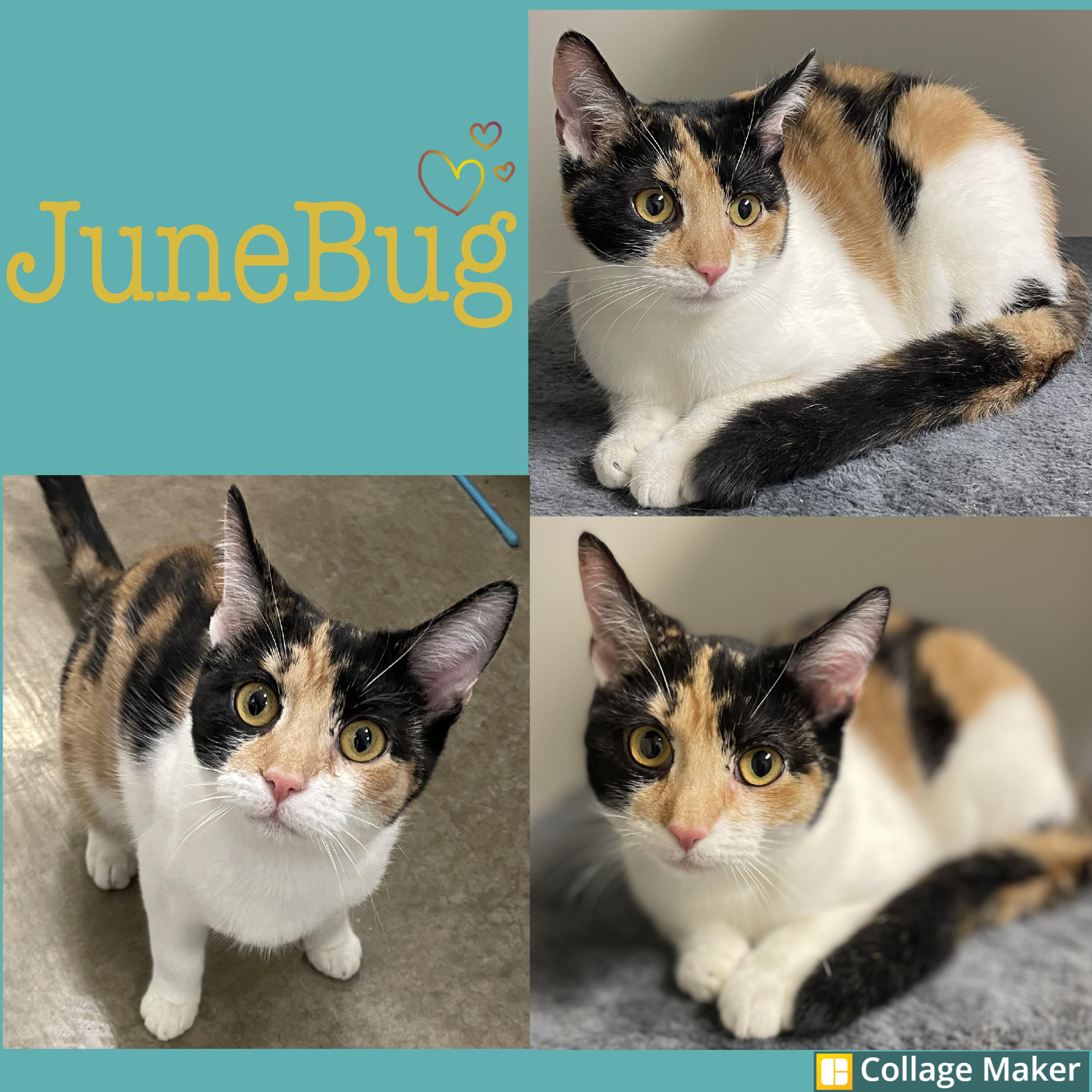 Enlarge JuneBug, a Adoptable mixed breed in Clearfield, PA image 1/1