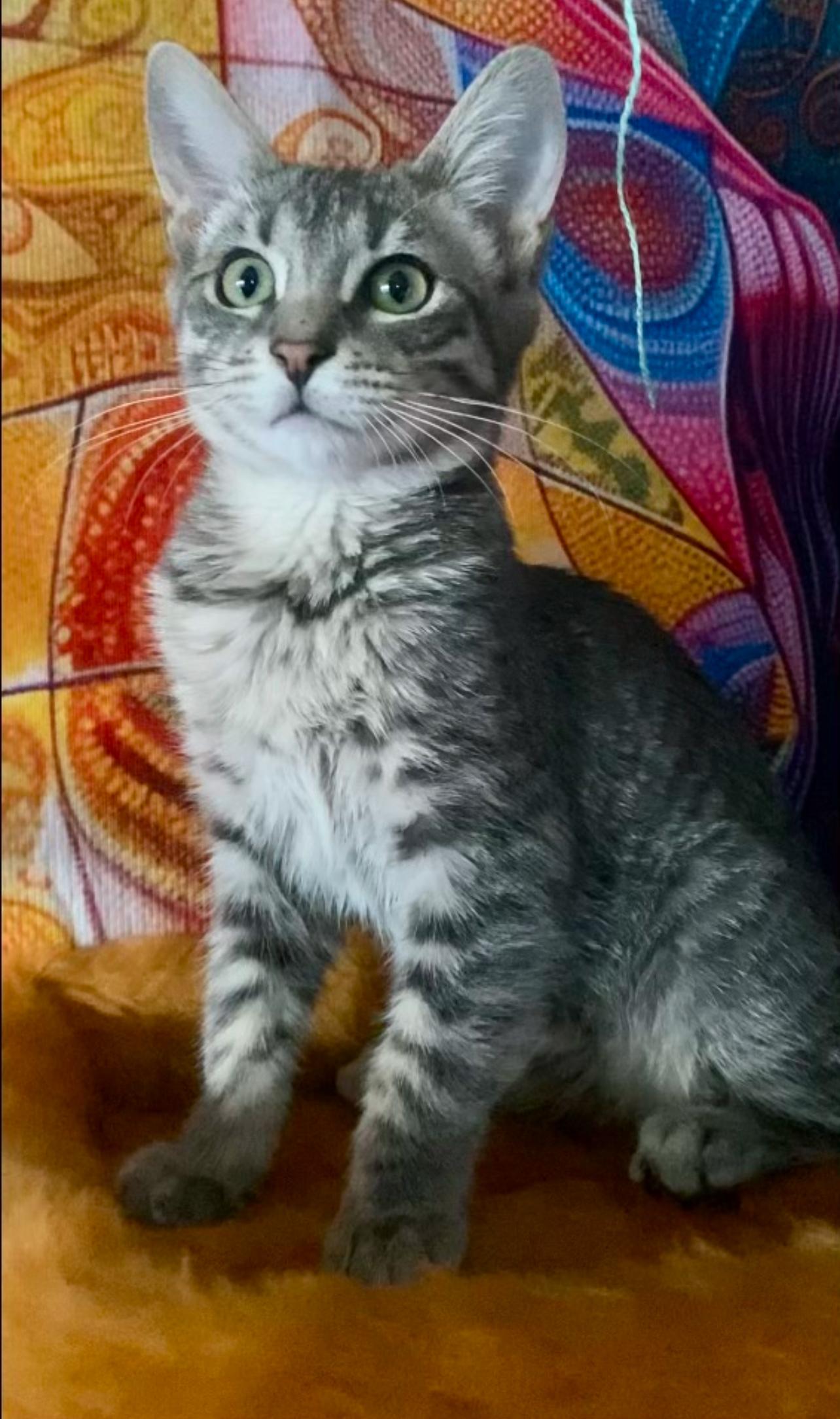 ROOKIE, adopted, Kitten Male Maine Coon & Tabby.