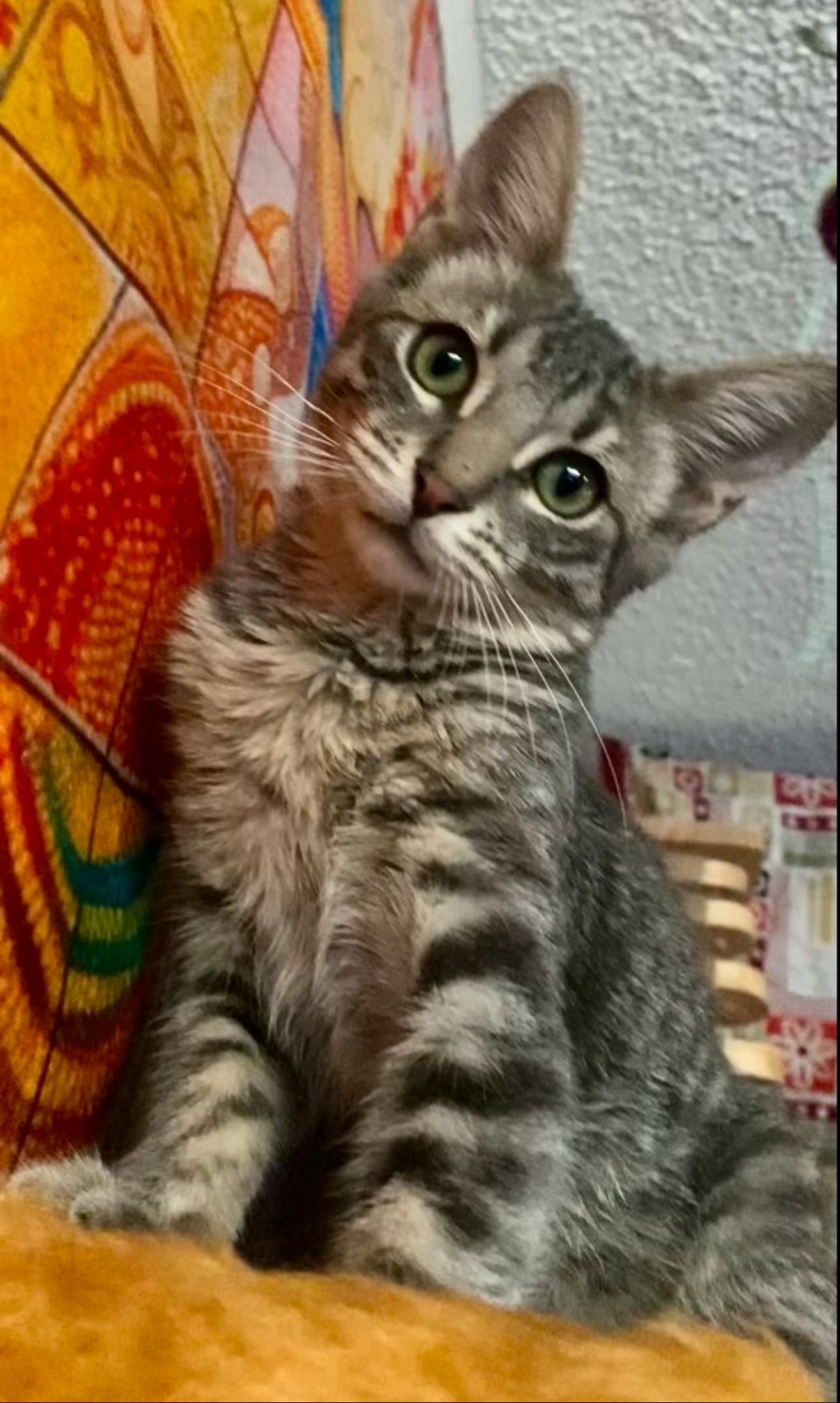 Enlarge ROOKIE, an adopted mixed breed in Palmdale, CA image 3/5