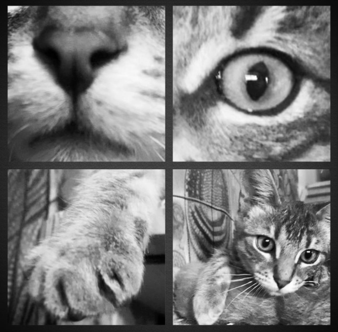 Enlarge ROOKIE, an adopted mixed breed in Palmdale, CA image 5/5