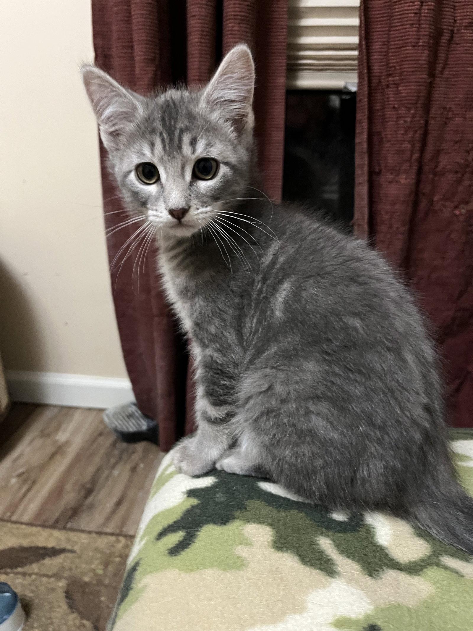 Astro, a Adopted Domestic Short Hair in Eureka, MO image 1/3