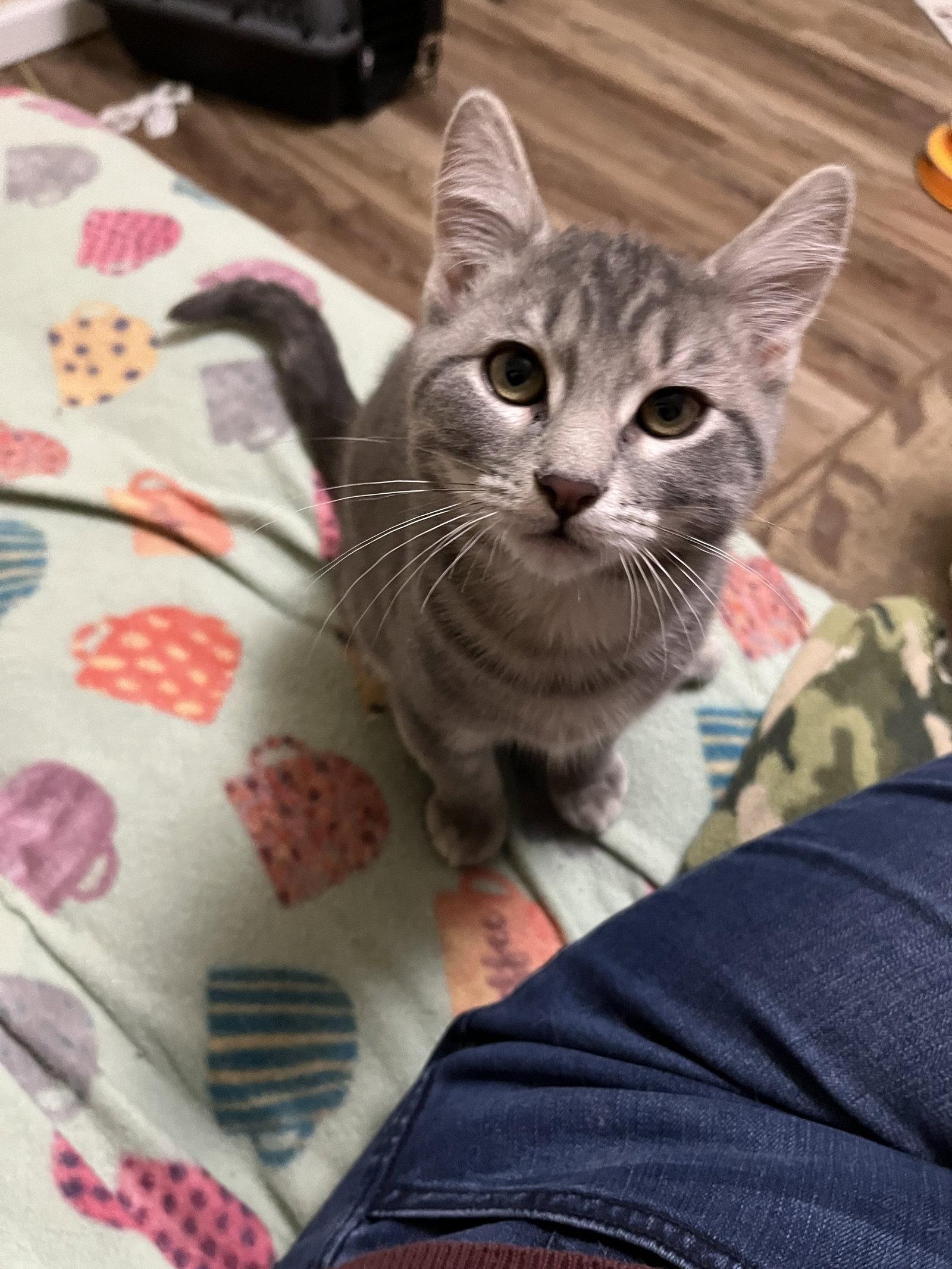 Astro, a Adopted Domestic Short Hair in Eureka, MO image 2/3