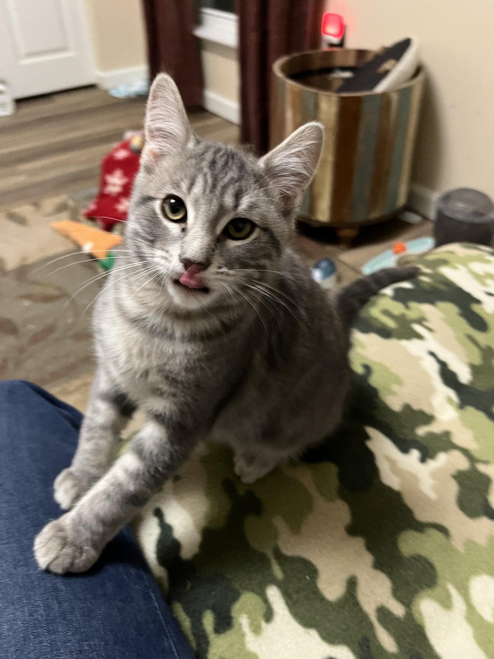 Astro, a Adopted Domestic Short Hair in Eureka, MO image 3/3