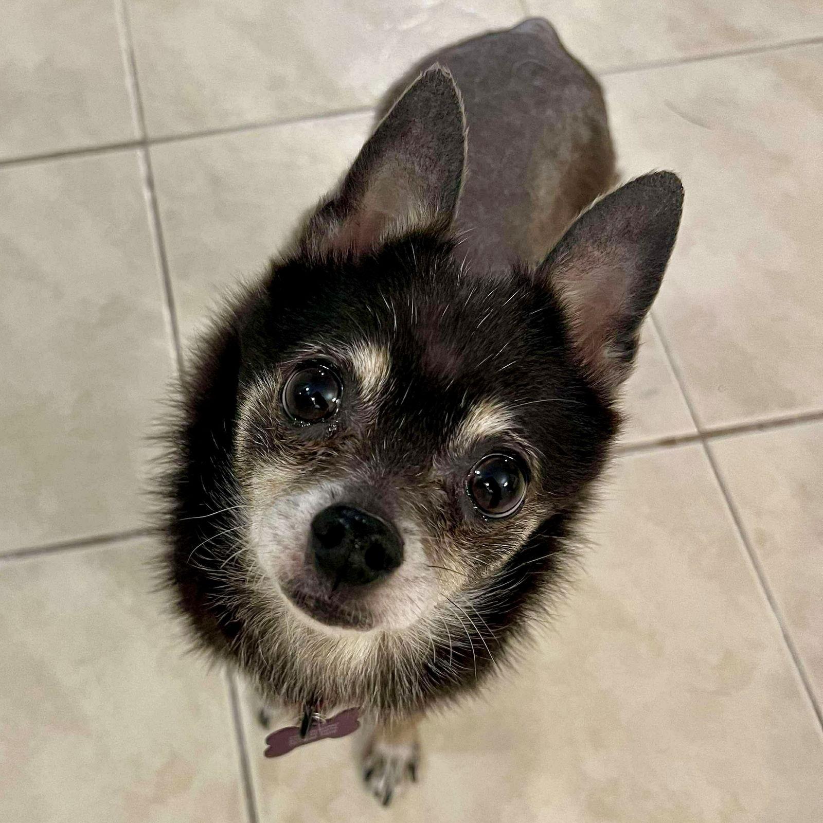 Enlarge Alvin, a Adoptable Chihuahua in Hillsborough , NC image 1/3