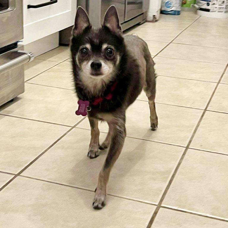 Enlarge Alvin, a Adoptable Chihuahua in Hillsborough , NC image 2/3