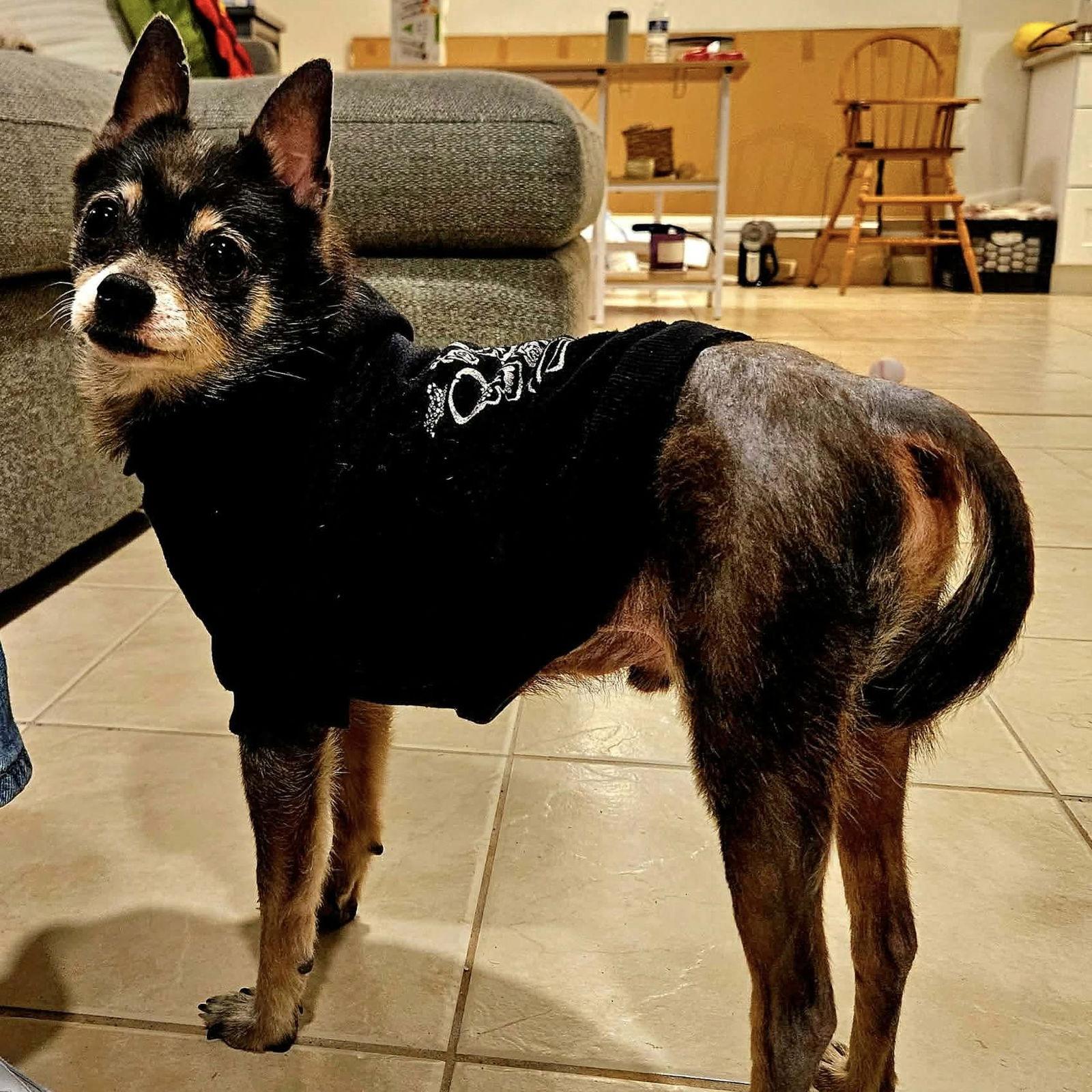 Enlarge Alvin, a Adoptable Chihuahua in Hillsborough , NC image 3/3