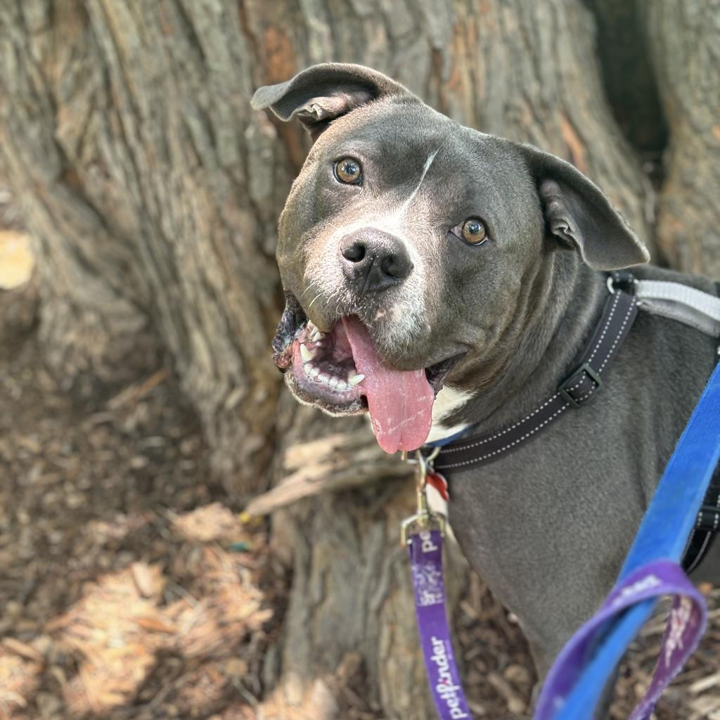 Enlarge Zander, a Adoptable mixed breed in O'Fallon, MO image 1/6