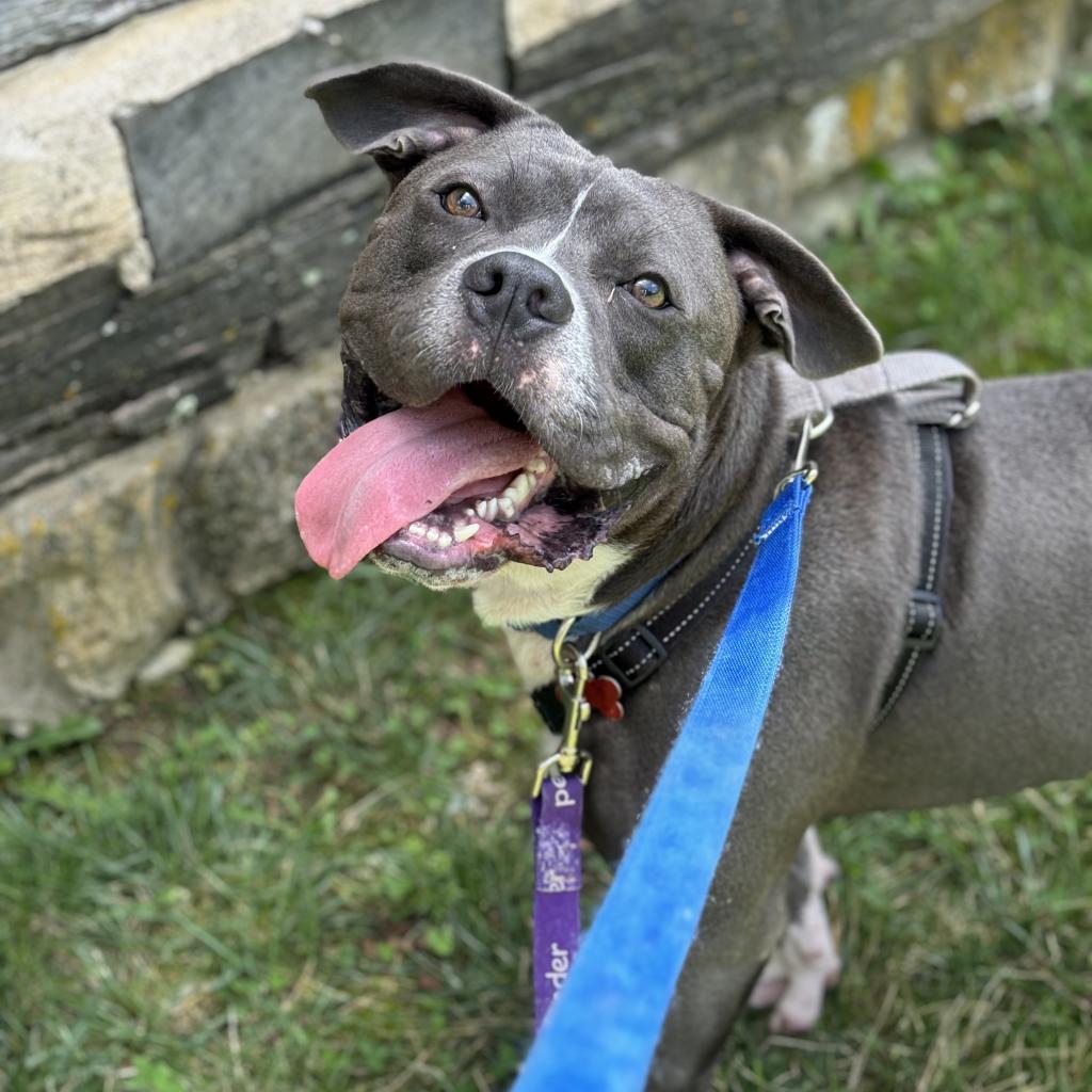 Enlarge Zander, a Adoptable mixed breed in O'Fallon, MO image 2/6