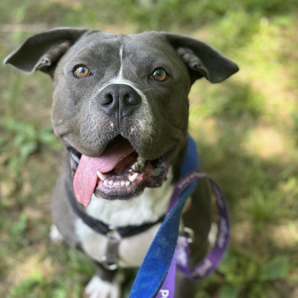Enlarge Zander, a Adoptable mixed breed in O'Fallon, MO image 3/6
