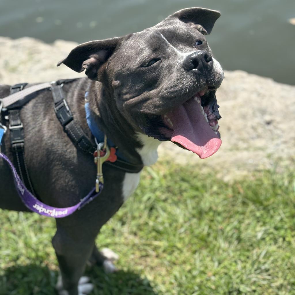 Enlarge Zander, a Adoptable mixed breed in O'Fallon, MO image 6/6