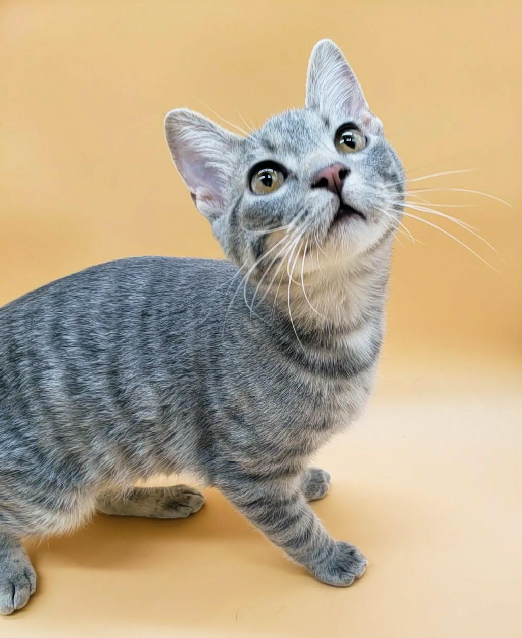 Robin — thumbnail 2