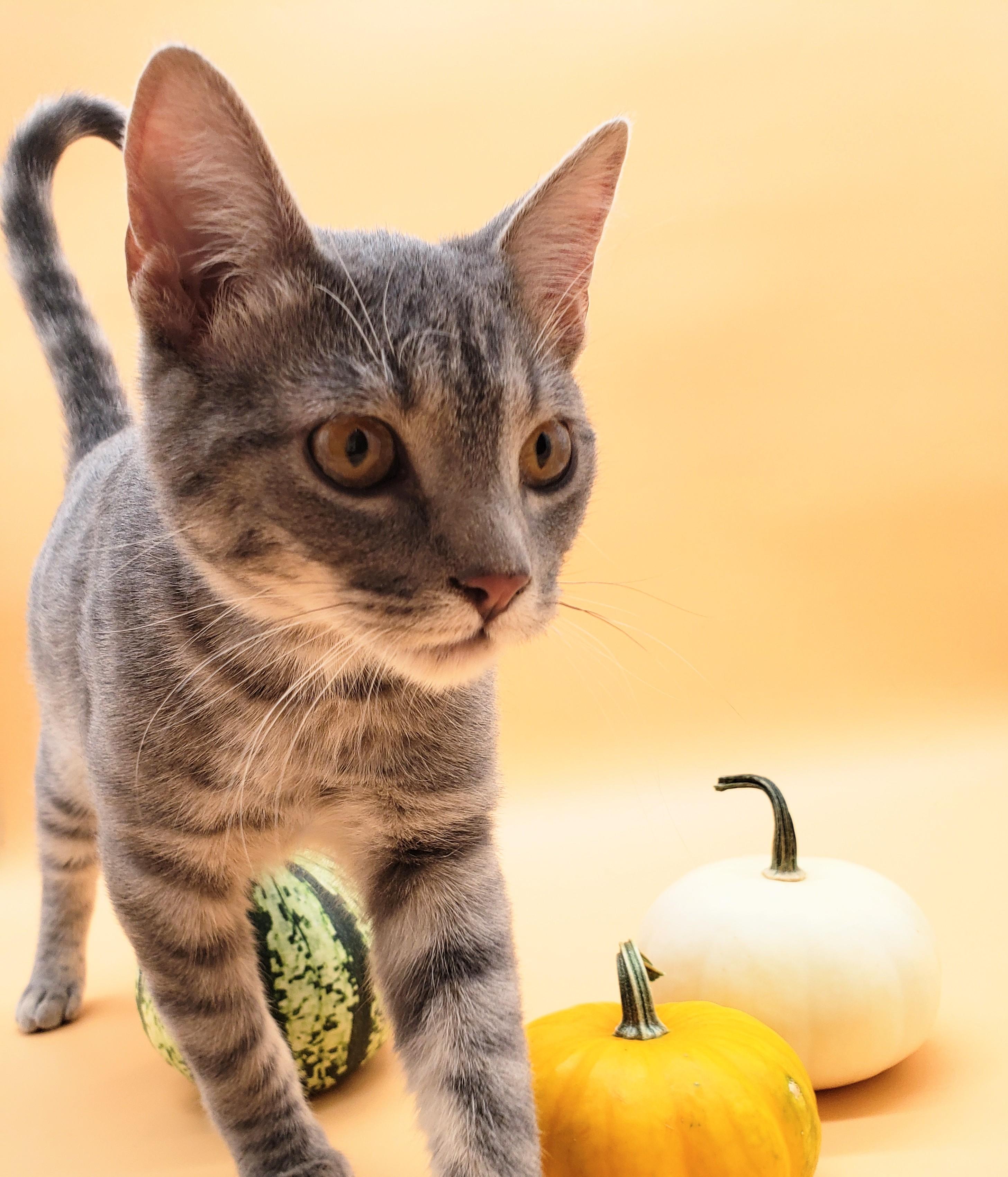 Robin — thumbnail 3