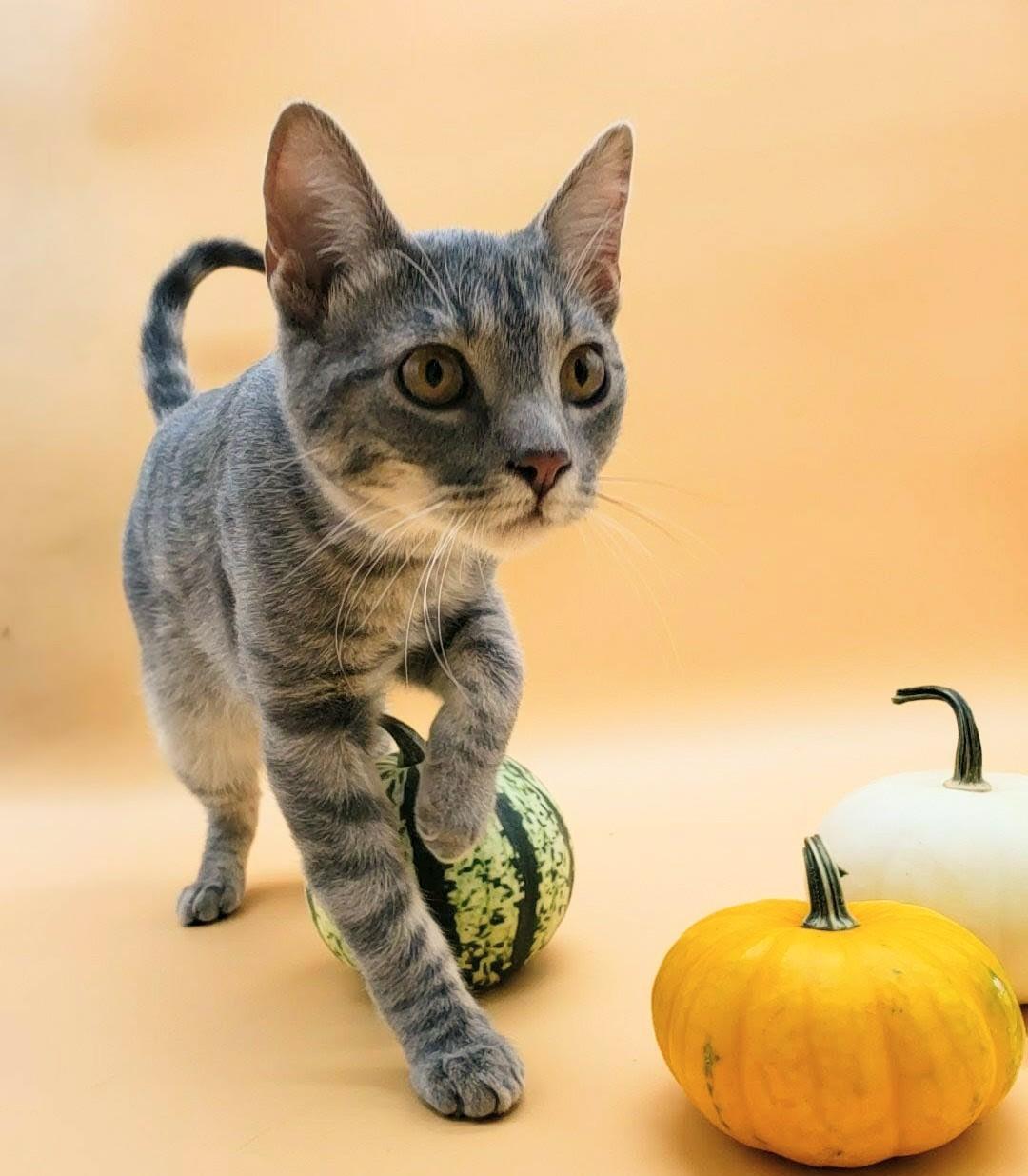 Robin — thumbnail 4