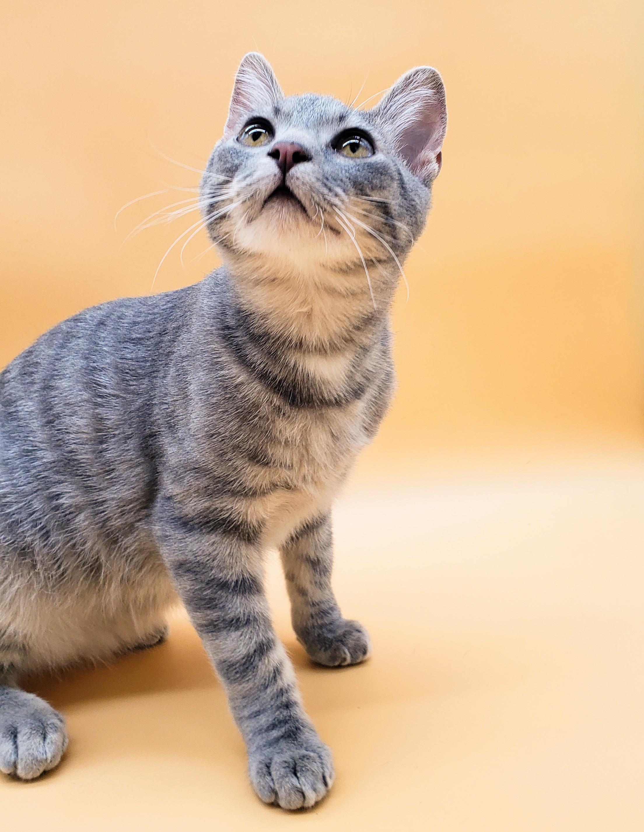 Robin — thumbnail 5