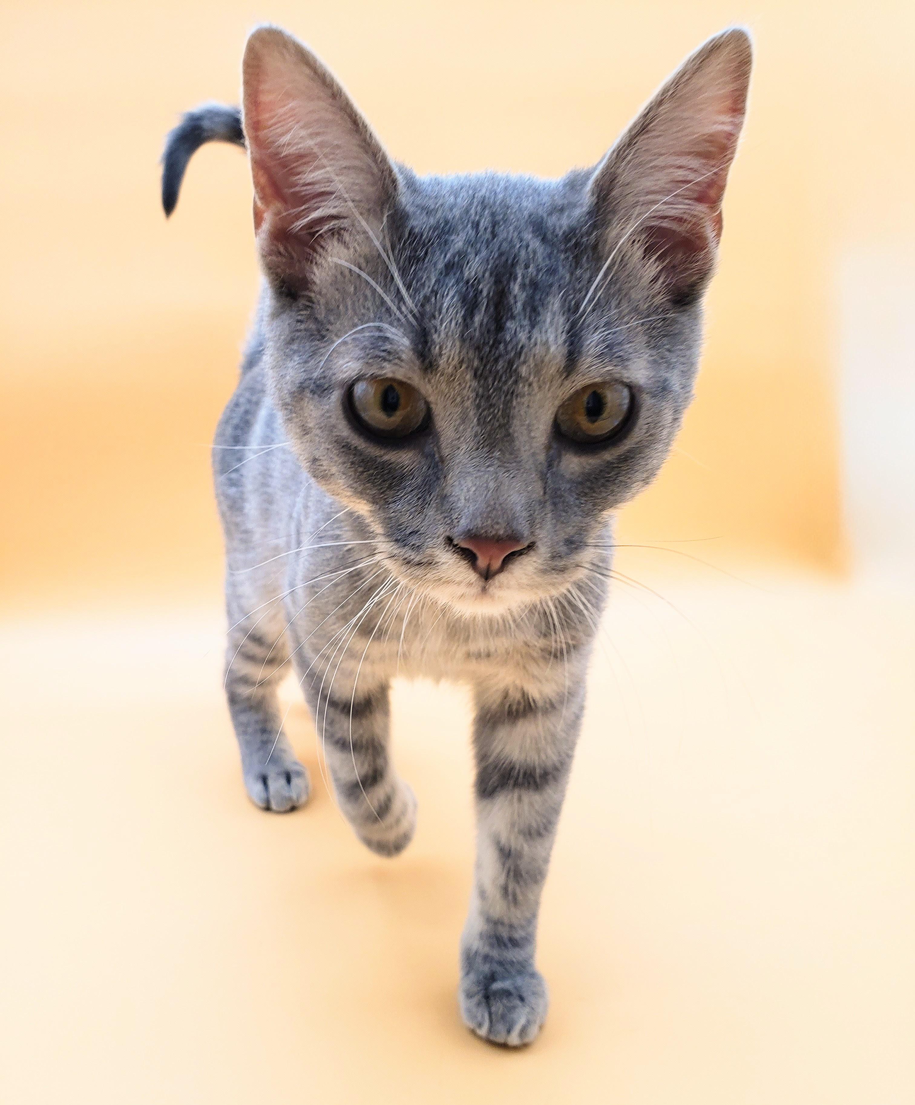 Robin — thumbnail 6