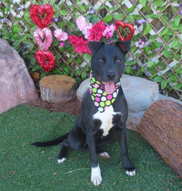 LUCIA, Adoptable, Young Female Hound & Pit Bull Terrier.