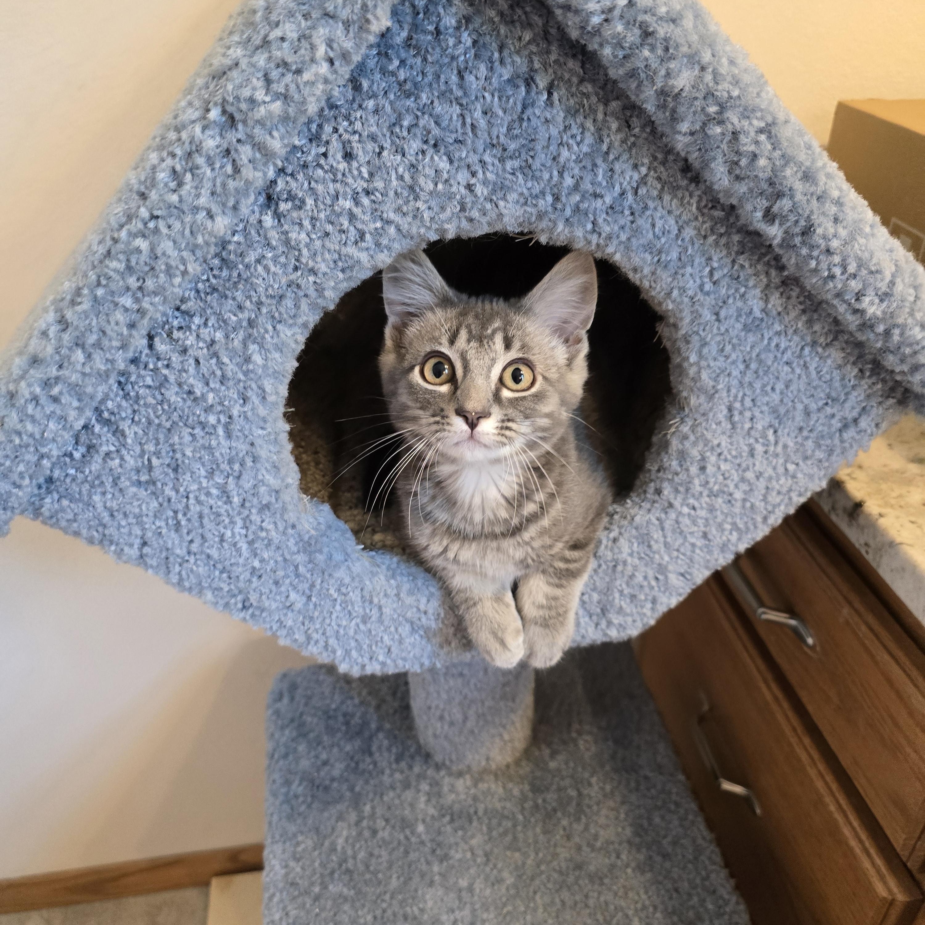Zorro, an adoptable Domestic Short Hair in Fargo, ND image 2/3