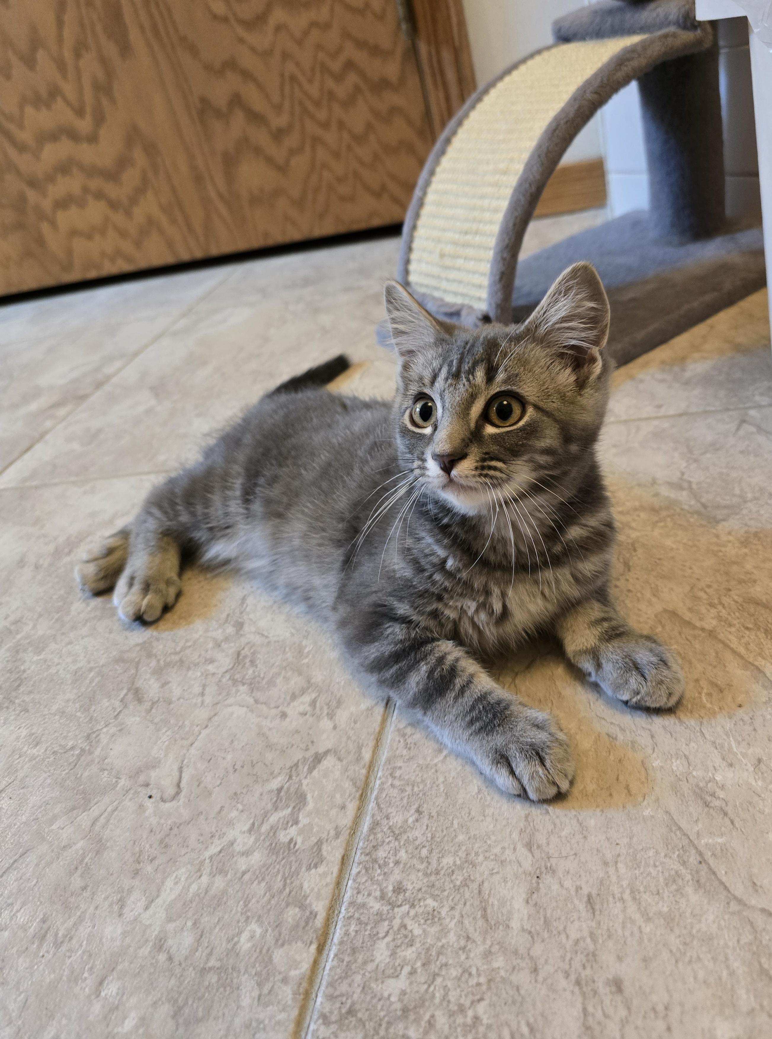 Zorro, adoptable, Kitten Male Domestic Short Hair.