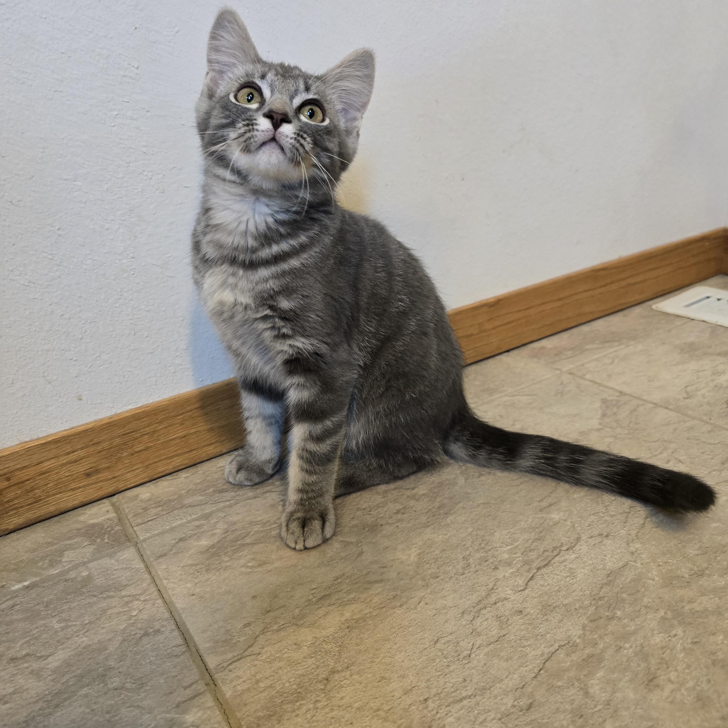Zorro, adopted, Kitten Male Domestic Short Hair.