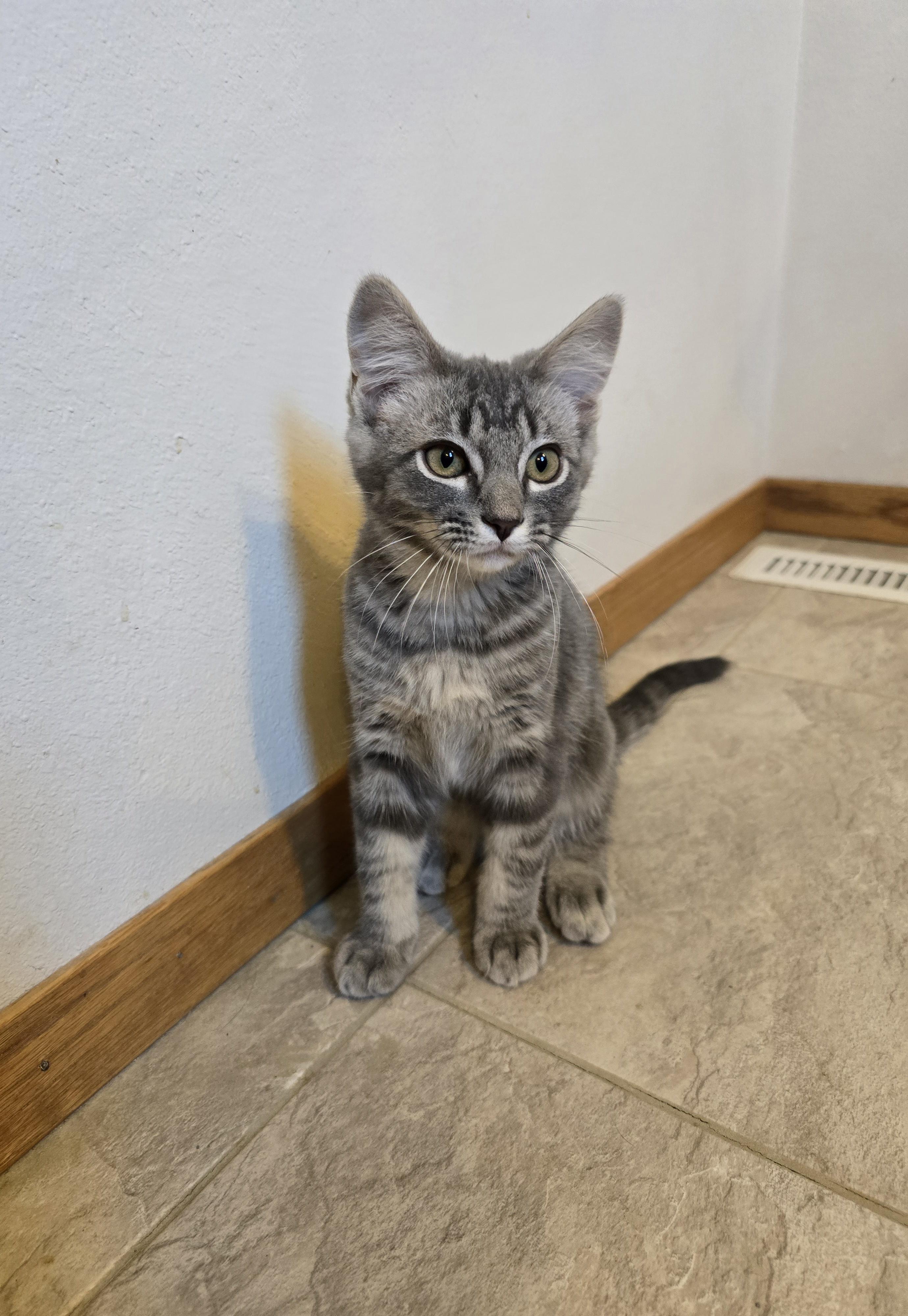 Zorro, an adopted Domestic Short Hair in Fargo, ND image 3/3