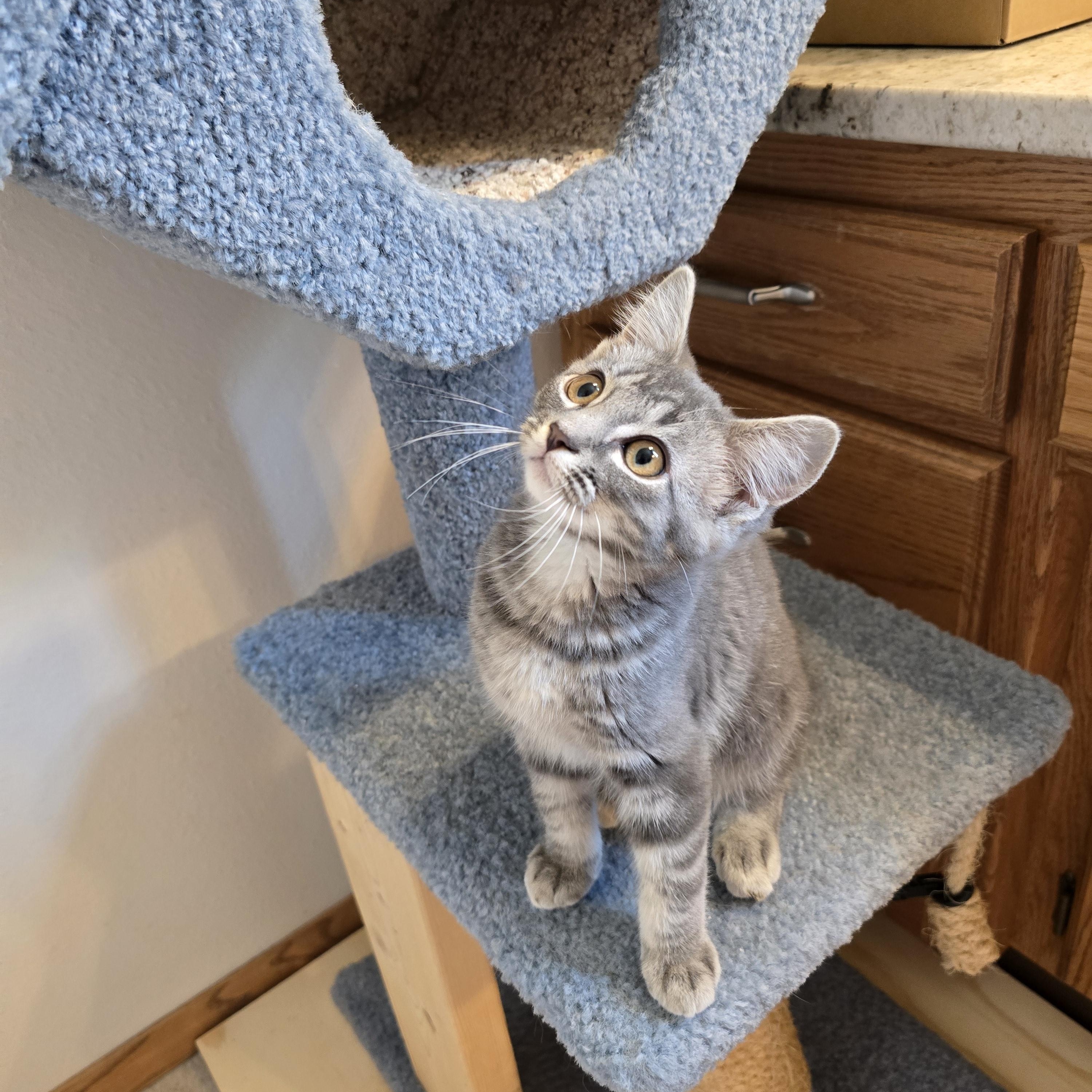 Zorro, an adoptable Domestic Short Hair in Fargo, ND image 3/3