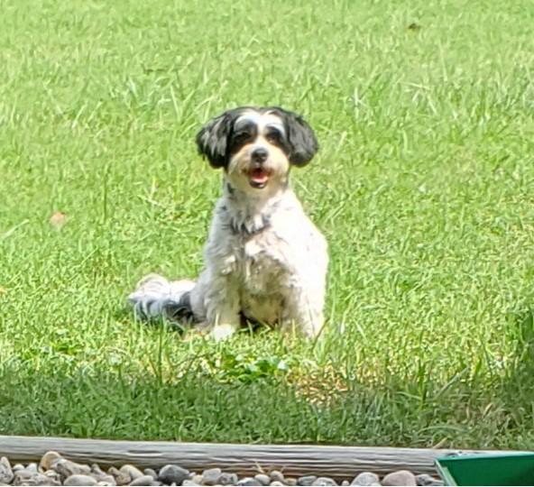 Enlarge Abby, a Adoptable Chinese Crested Dog in Louisville, KY image 5/5