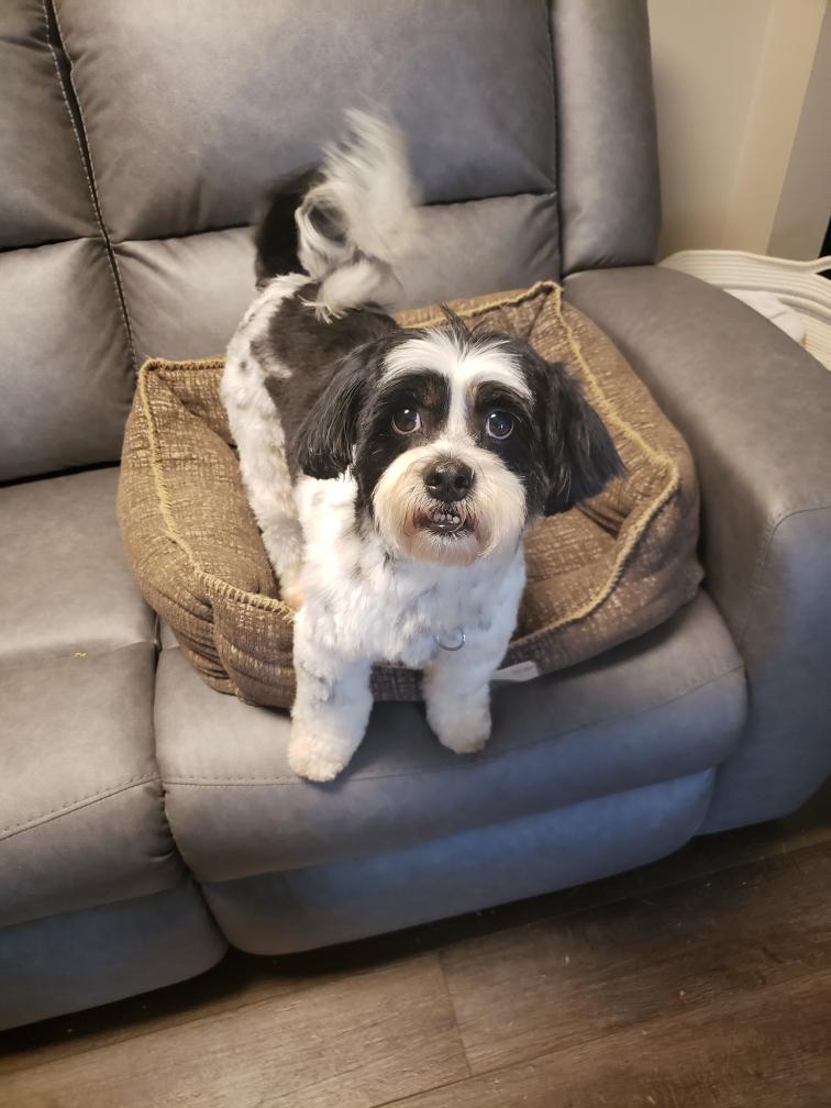 Enlarge Abby, a Adoptable Chinese Crested Dog in Louisville, KY image 3/5