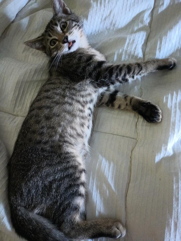 Alastor, Adoptable, Adult Male Domestic Short Hair.