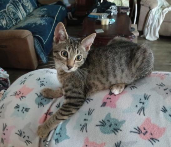 Enlarge Alastor, a Adoptable mixed breed in Lebanon, OR image 3/3