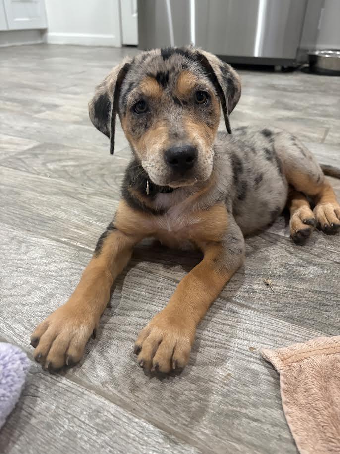 June, Adoptable, Puppy Female Catahoula Leopard Dog & Yellow Labrador Retriever.