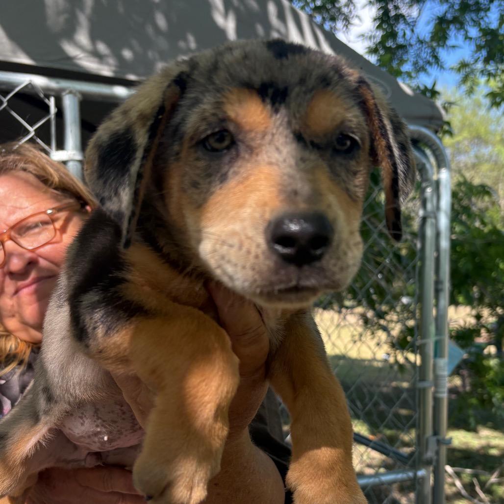 June, a Adoptable mixed breed in Max Meadows, VA image 3/3