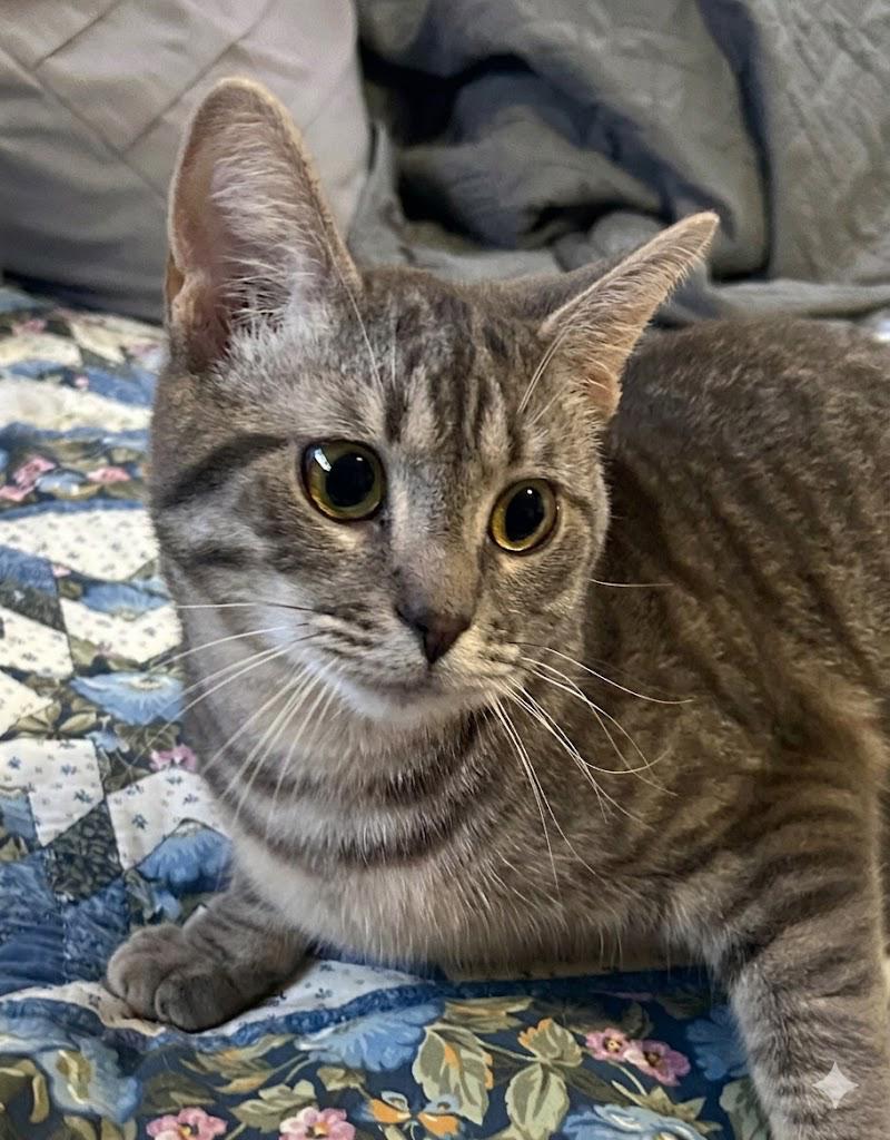 Enlarge Taco, a ADOPTABLE Tabby in Cincinnati, OH image 3/3