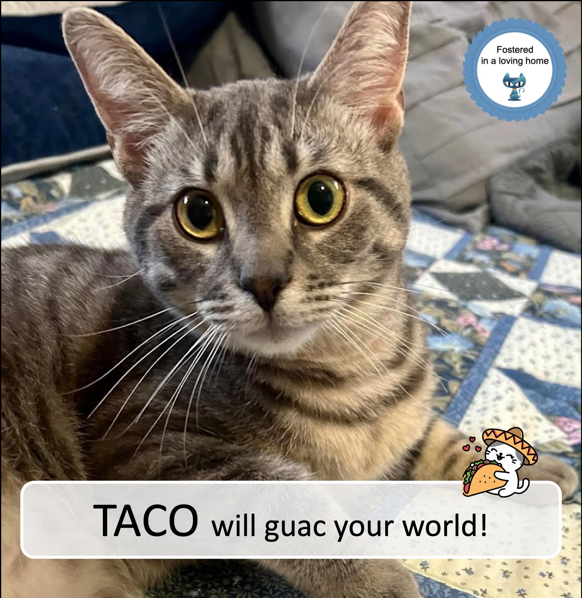 Enlarge Taco, a ADOPTABLE Tabby in Cincinnati, OH image 1/3